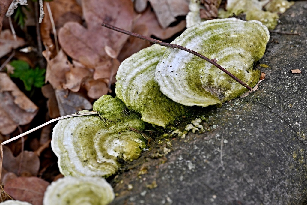 Trametes hirsuta · April 2026 · photo: © petr286 (iNaturalist, cc-by)