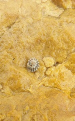 Bembicium