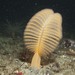 Orange Sea Pen - Photo (c) Brenna Green, some rights reserved (CC BY-NC-ND), uploaded by Brenna Green