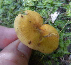 Heimiomyces velutipes