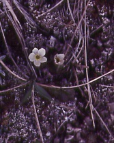 Anemone parviflora