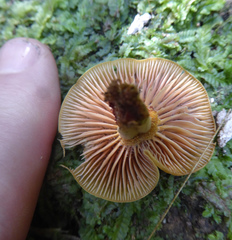 Heimiomyces velutipes