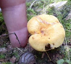 Heimiomyces velutipes