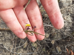 Aspalathus lebeckioides