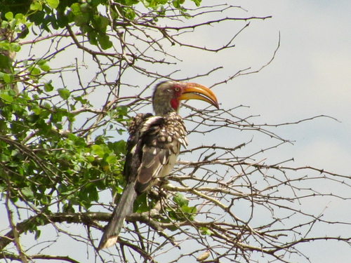 Southern Yellow-billed Hornbill