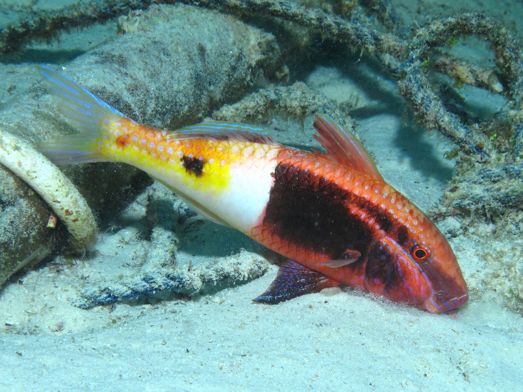 Bicolor Goatfish