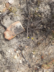 Aspalathus lebeckioides