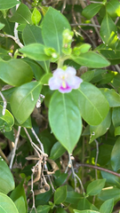 author not stated, no rights reserved Bravaisia berlandieriana, photograph author not stated, no rights reserved