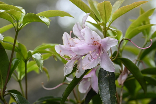 Rhododendron latoucheae, photograph 6