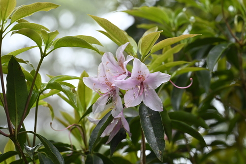 Rhododendron latoucheae, photograph 5