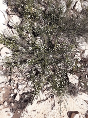 Phylica humilis