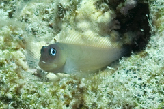 Cirripectes variolosus