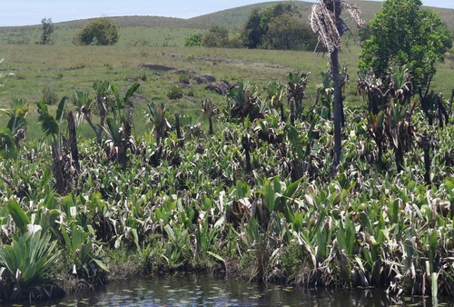 Pandanus platyphyllus observed 2026-01-05