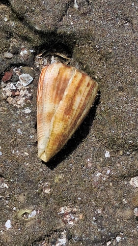 Conus gladiator observed 2026-04-16