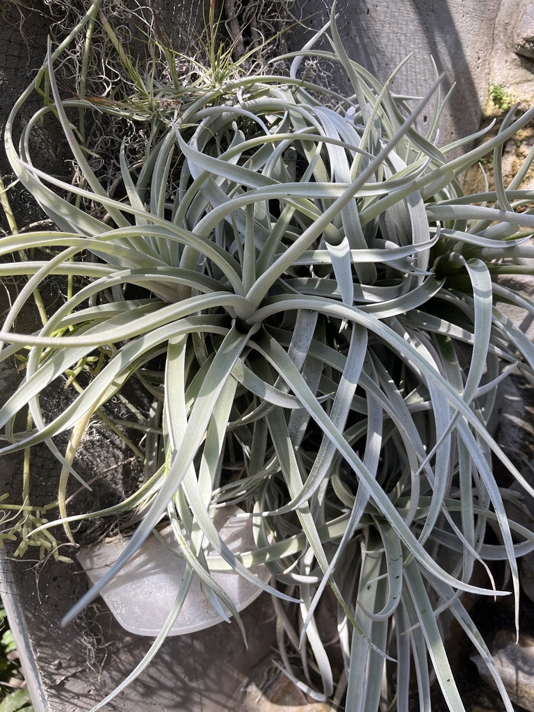 Tillandsia harrisii leaves and trichomes detail
