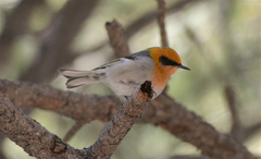 Peucedramus taeniatus