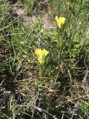 Castilleja affinis neglecta