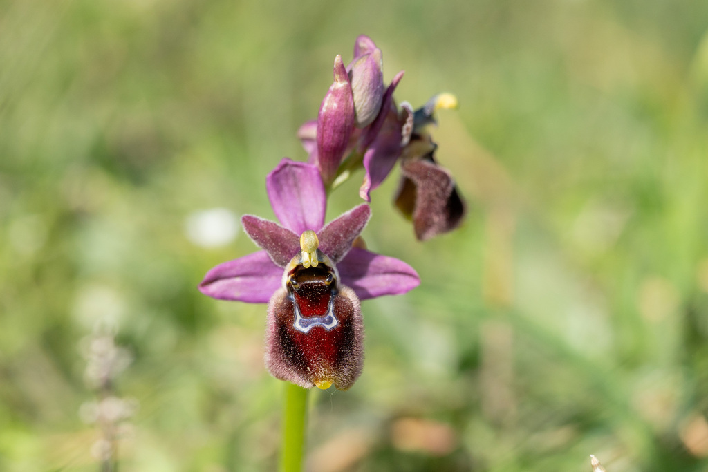 Ophrys × inzengae