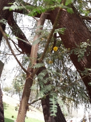 Vachellia farnesiana