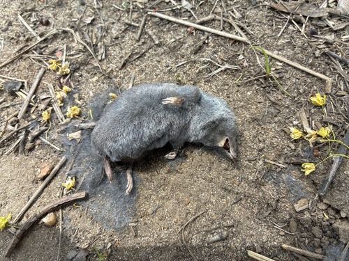 Northern Short-tailed Shrew observed by geosesarma