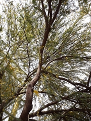 Vachellia farnesiana