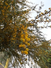 Vachellia farnesiana