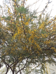Vachellia farnesiana
