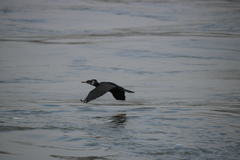 Phalacrocorax carbo