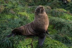 Arctocephalus tropicalis