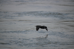 Phalacrocorax carbo