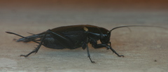 Gryllus bimaculatus