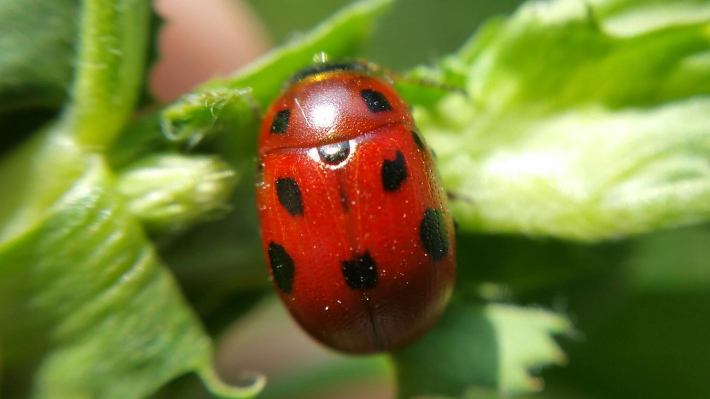 Gonioctenina