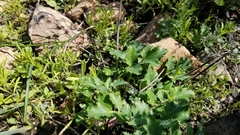Lomatium lucidum