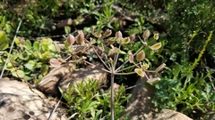 Lomatium lucidum