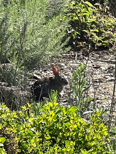 Brush Rabbit observed by viirgome