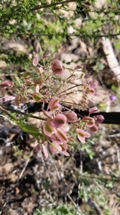 Lomatium lucidum
