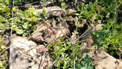 Lomatium lucidum