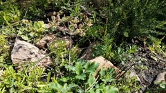 Lomatium lucidum