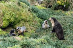 Arctocephalus tropicalis