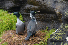 Phalacrocorax featherstoni