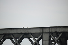 Alopochen aegyptiaca