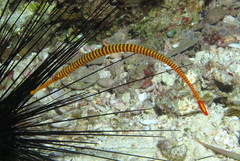 Dunckerocampus pessuliferus