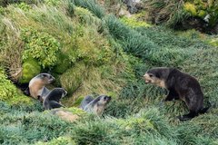 Arctocephalus tropicalis