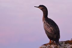 Phalacrocorax featherstoni