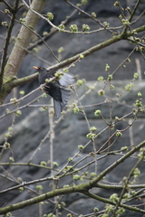 Turdus merula