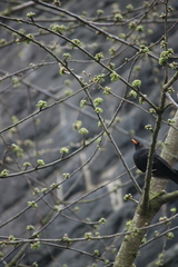 Turdus merula