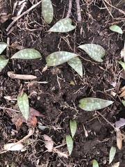 Erythronium umbilicatum