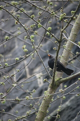 Turdus merula