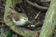 Gerygone albofrontata