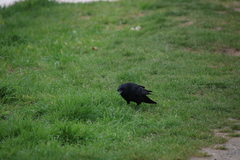 Corvus corone